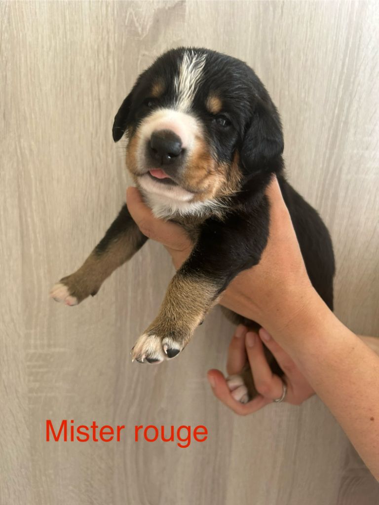 De La Plume Des Coteaux - Chiots disponibles - Bouvier de l'Entlebuch
