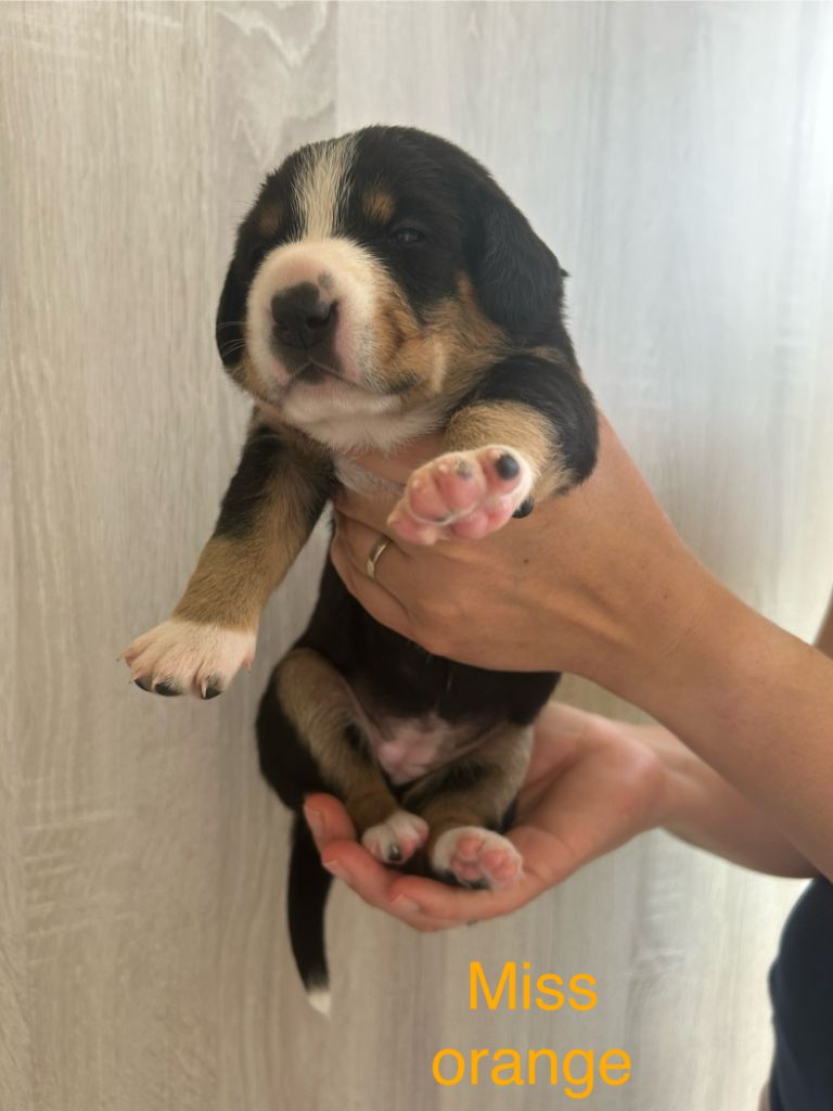 De La Plume Des Coteaux - Chiots disponibles - Bouvier de l'Entlebuch