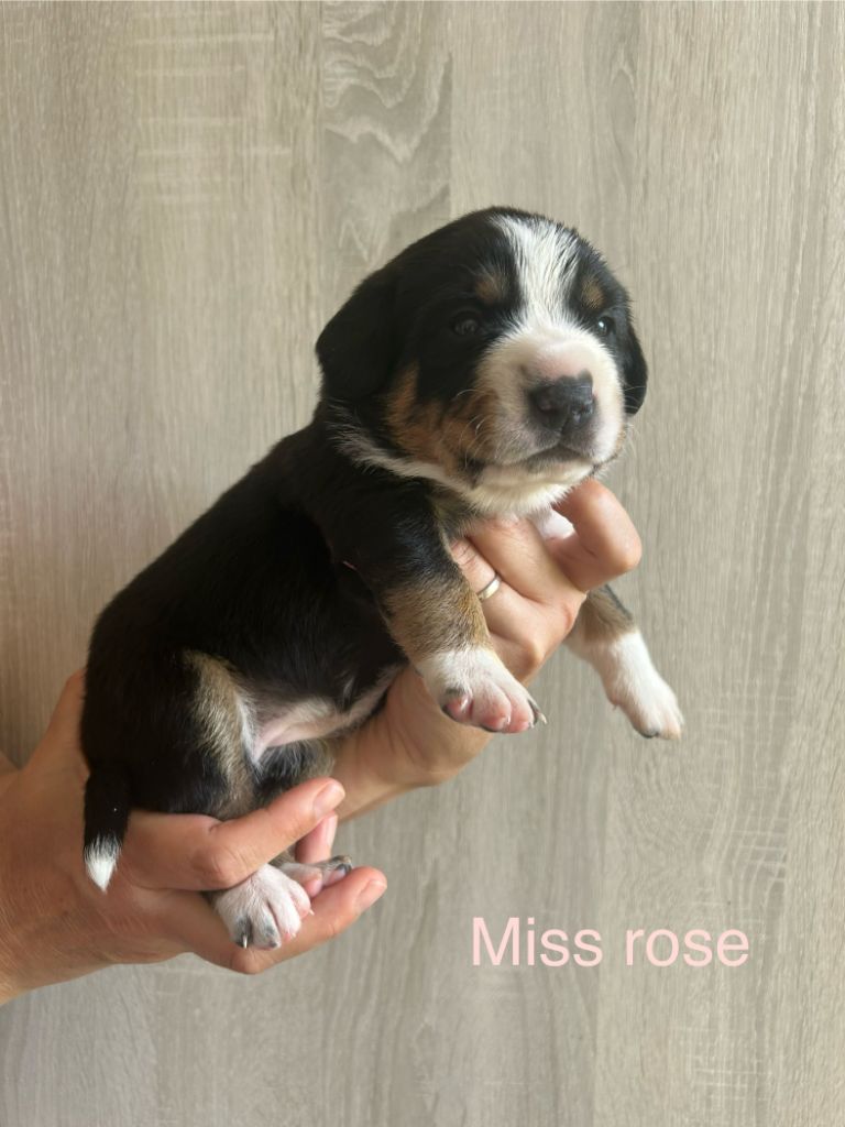 De La Plume Des Coteaux - Chiots disponibles - Bouvier de l'Entlebuch