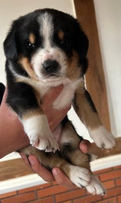 Chiot N°1