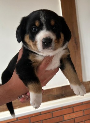 Chiot N°2