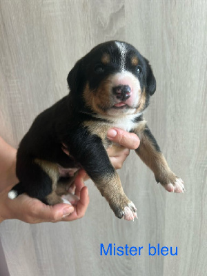 Mister bleu