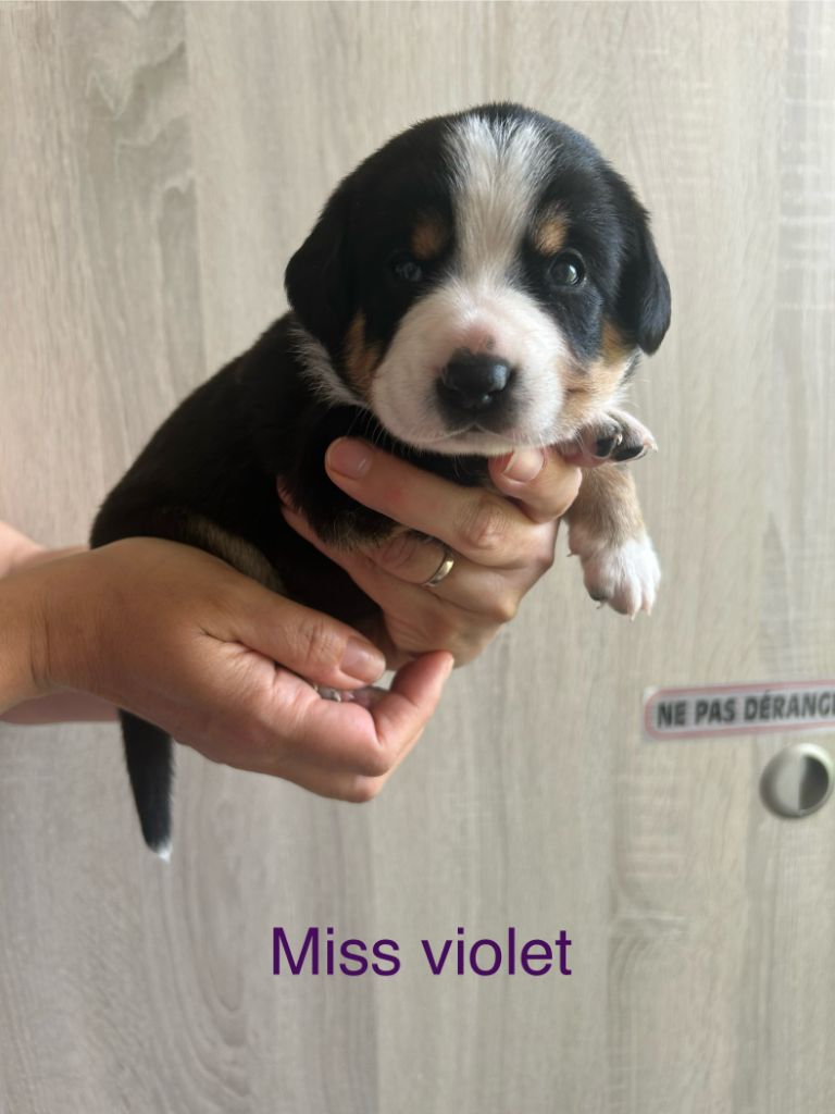 De La Plume Des Coteaux - Chiots disponibles - Bouvier de l'Entlebuch