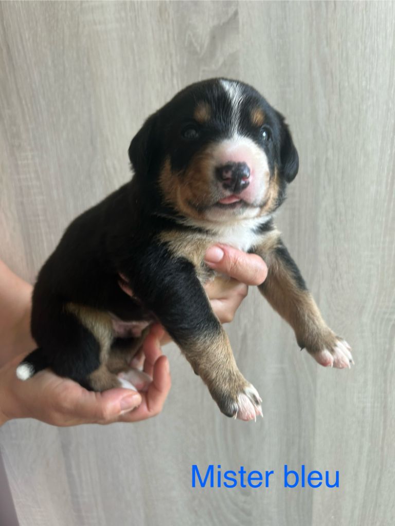 De La Plume Des Coteaux - Chiots disponibles - Bouvier de l'Entlebuch
